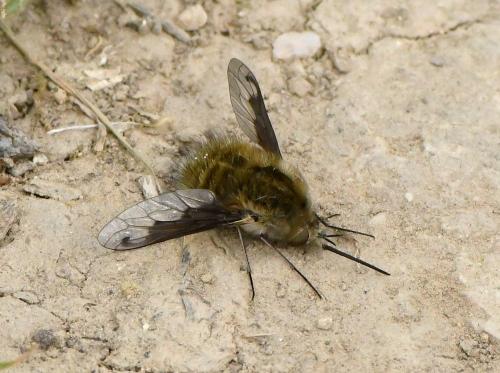 Bombylius fimbriatus